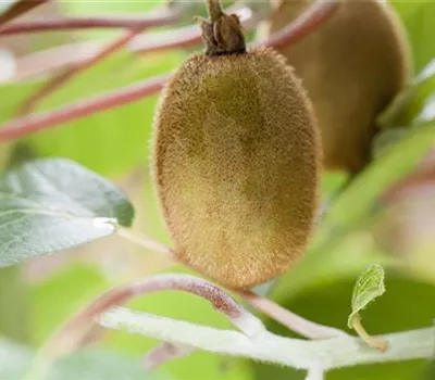 Actinidia chinensis 'Hayward' Actinidia chinensis 'Hayward'
