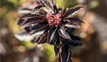 Schwarzer Holunder 'Black Tower'®