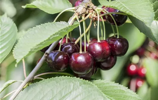 Prunus cerasus 'Morellenfeuer'