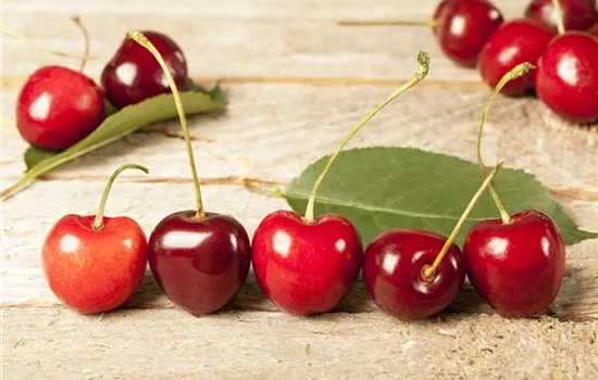 Prunus cerasus 'Morina'(s)