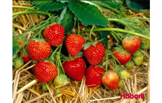 Fragaria vesca var. semperflorens 'Elvira' Fragaria vesca var. semperflorens 'Elvira'