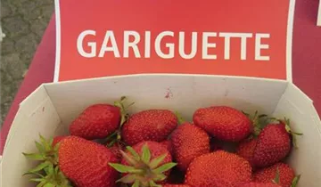 Erdbeere 'Gariguette'