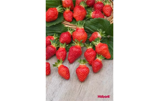 Solanum lycopersicum 'Saint Pierre' Solanum lycopersicum 'Saint Pierre'