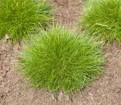 Festuca gautieri