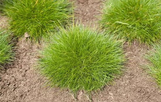 Festuca gautieri Festuca gautieri