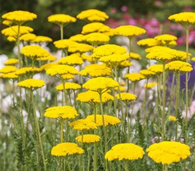 Achillea filipendulina 'Cloth Of Gold' Achillea filipendulina 'Cloth Of Gold'