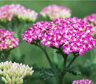 Achillea millefolium 'Cerise Queen' Achillea millefolium 'Cerise Queen'