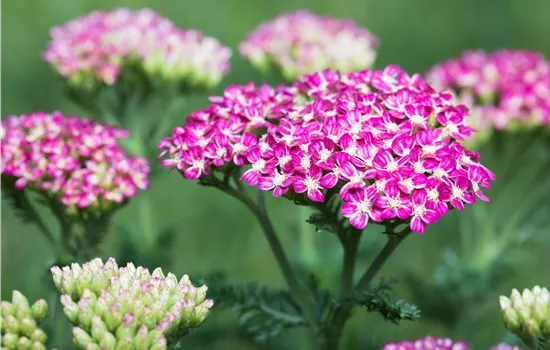 Achillea millefolium 'Cerise Queen' Achillea millefolium 'Cerise Queen'