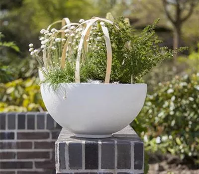 Armeria maritima 'Alba'