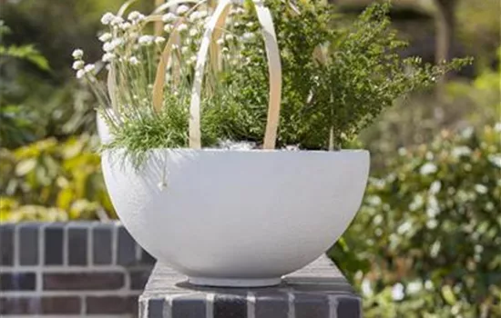 Armeria maritima 'Alba' Armeria maritima 'Alba'