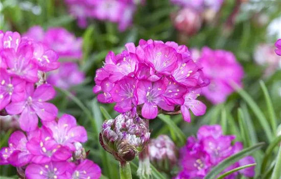 Armeria maritima 'Splendens' Armeria maritima 'Splendens'