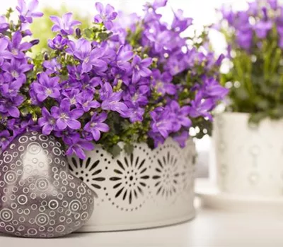 Campanula portenschlagiana