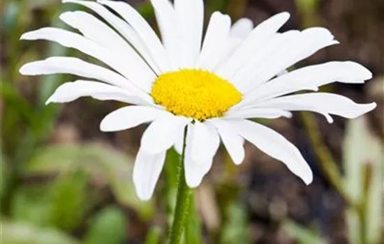 Leucanthemum x superbum 'Silberprinzessin'