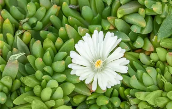 Delosperma congestum 'Album' Delosperma congestum 'Album'