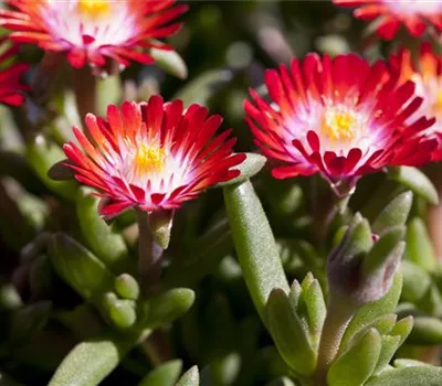 Delosperma cooperi