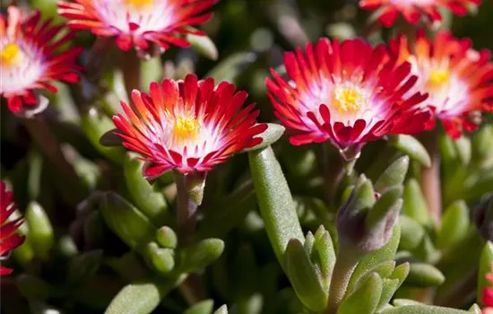 Delosperma cooperi Delosperma cooperi