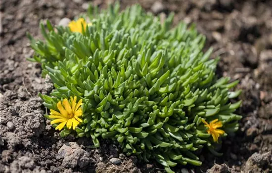 Delosperma lineare Delosperma lineare