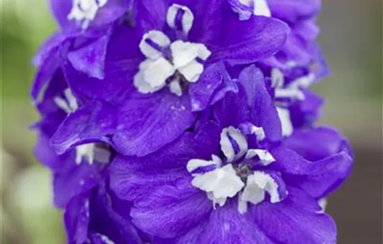 Delphinium x elatum 'Delphina™ Dark Blue White Bee'