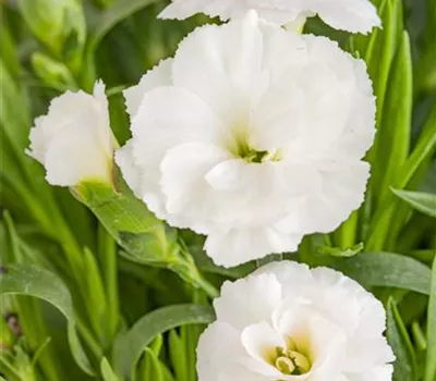 Dianthus caryophyllus, weiß