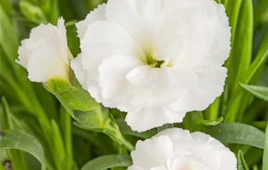 Dianthus caryophyllus, weiß Dianthus caryophyllus, weiß