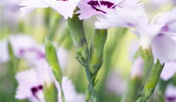 Gartennelke