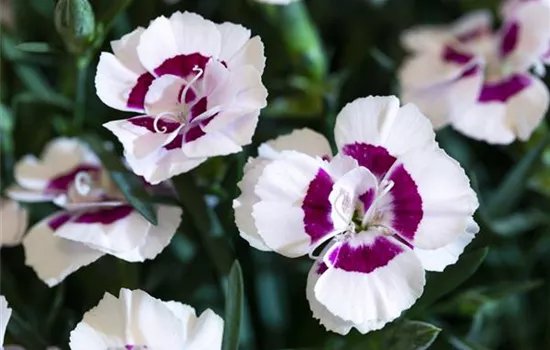 Dianthus Sunflor® 'Whila Charmy' Dianthus Sunflor® 'Whila Charmy'