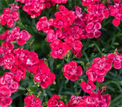 Dianthus caryophyllus, pink