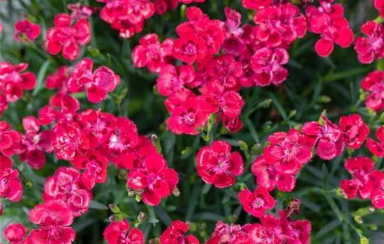 Dianthus caryophyllus, pink Dianthus caryophyllus, pink