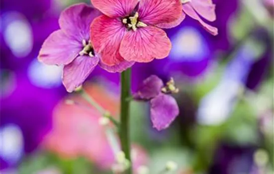 Erysimum linifolium 'Bowles Mauve'