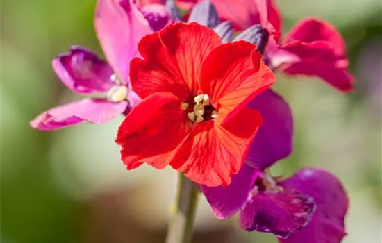 Erysimum cheiri, rot