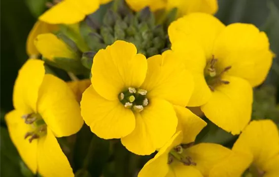 Erysimum suffruticosum 'Goldstaub'