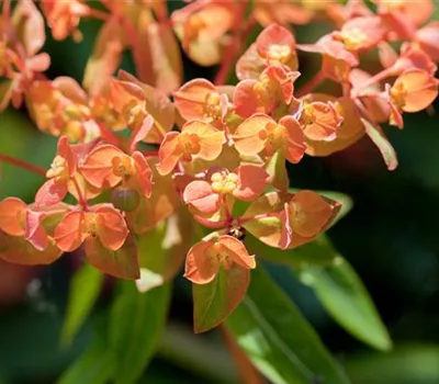 Euphorbia amygdaloides 'Purpurea'