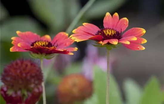 Gaillardia aristata 'Sunburst Burgundy'®