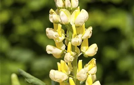 Lupinus polyphyllus 'Nanus Gallery Yellow Shades'
