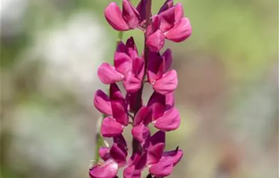 Lupinus polyphyllus 'Nanus Gallery Red Shades'
