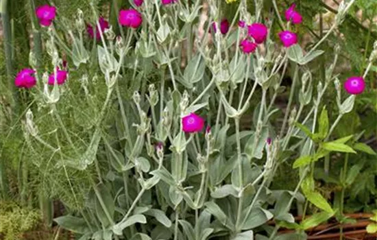 Lychnis coronaria 'Atrosanguinea'
