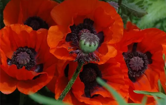 Papaver orientale 'Brillant'