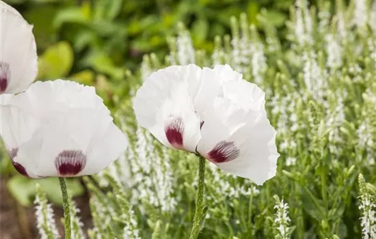 Papaver orientale 'Perry´s White'