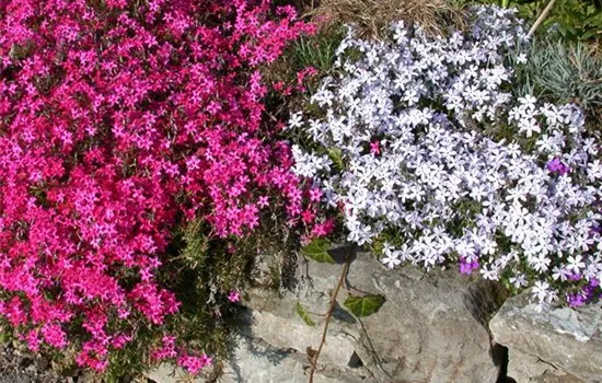 Phlox subulata 'Mc Daniel´s Cushion'