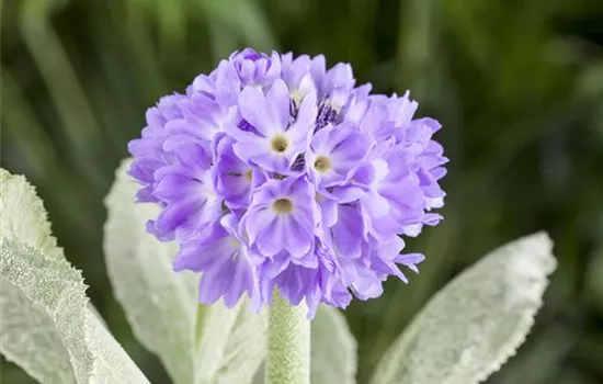 Primula denticulata, lila