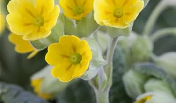 Garten-Schlüsselblume 'Cabrillo'