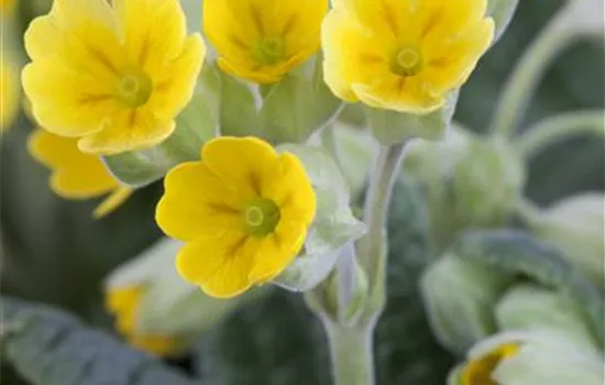 Primula veris 'Cabrillo'