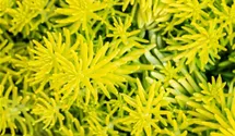 Nickendes Garten-Fettblatt