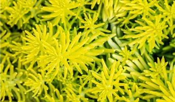 Nickendes Garten-Fettblatt
