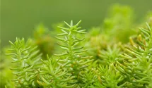 Nickendes Garten-Fettblatt