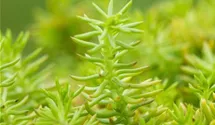Nickendes Garten-Fettblatt