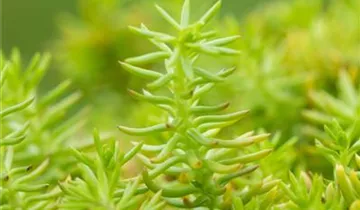 Nickendes Garten-Fettblatt