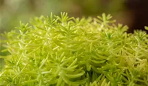 Nickendes Garten-Fettblatt