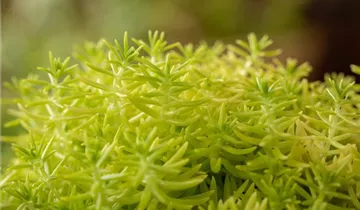 Nickendes Garten-Fettblatt