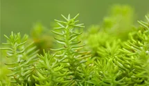 Nickendes Garten-Fettblatt